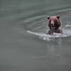 Um grande urso nada nas águas do rio Chilkat, em Haines, no sudeste do Alaska